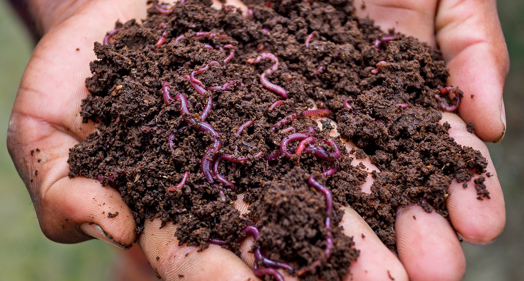 Vermicompost